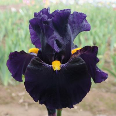 Lady 500x500